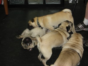 Pug Pile - a big heap of pugs